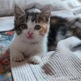 Adopta a Kiara