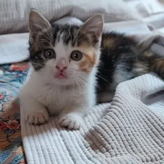 Kiara