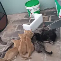 Adopta a Gatitos