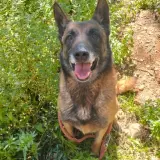 Adopta a Jason