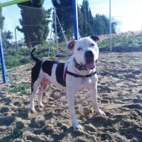 Adopta a Kibu