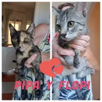Adopta a Pipa Y Flopi