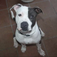 Adopta a Wini
