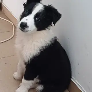 Lucky