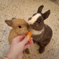 Adopta a Birra I Pomada