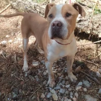 Adopta a Simba