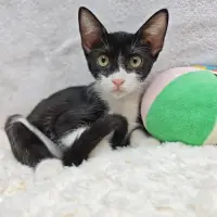 Adopta a Oreo