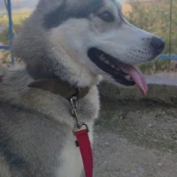 Adopta a Iroh