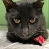 Adopta a Negrito