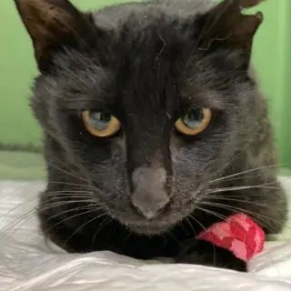 Negrito
