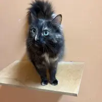 Adopta a Arenita