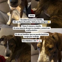 Adopta a Eusebio