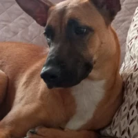 Adopta a Lola