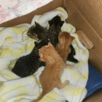 Adopta a Peques