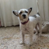 Adopta a Arima