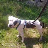 Adopta a Oreo