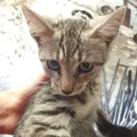 Adopta a Gatita