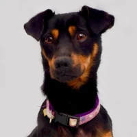 Adopta a Lolo
