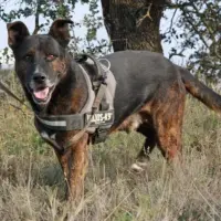 Adopta a Milo