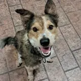 Adopta a Rosco