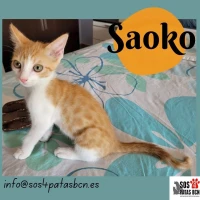 Adopta a Saoko