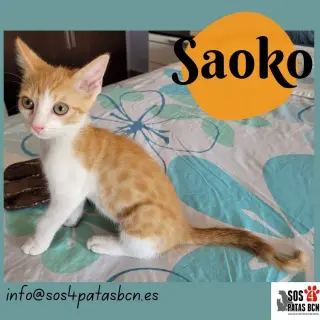 Saoko