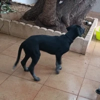 Adopta a Negra