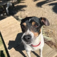Adopta a Manué