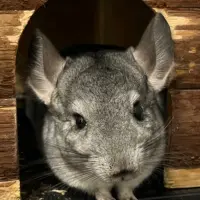 Adopta a Fiona