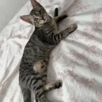 Adopta a Nala