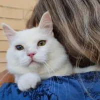 Adopta a Olaf