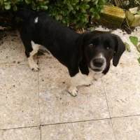 Adopta a Bronco