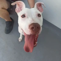 Adopta a Baunilha