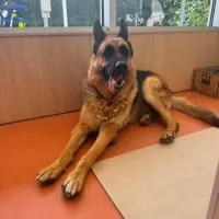 Adopta a Tango