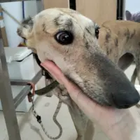 Adopta a Sofía