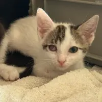 Adopta a Muret