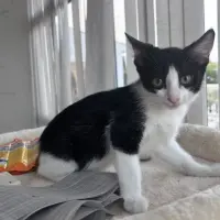 Adopta a Kidd