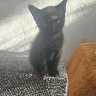 Gatito