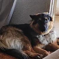 Adopta a Kami