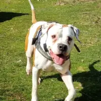 Adopta a Niza