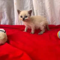 Adopta a Misol