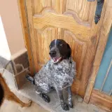 Adopta a Odín