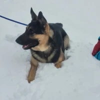 Adopta a Siryus Black