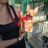 Adopta a Hera  Cachorra Tlf 645978718