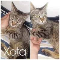 Adopta a Xata