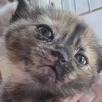 Adopta a Quincy