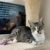 Adopta a Infante