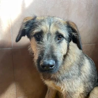 Adopta a Casio