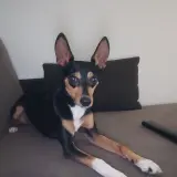 Adopta a Siri