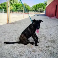 Adopta a Pitágoras ( El Piti)